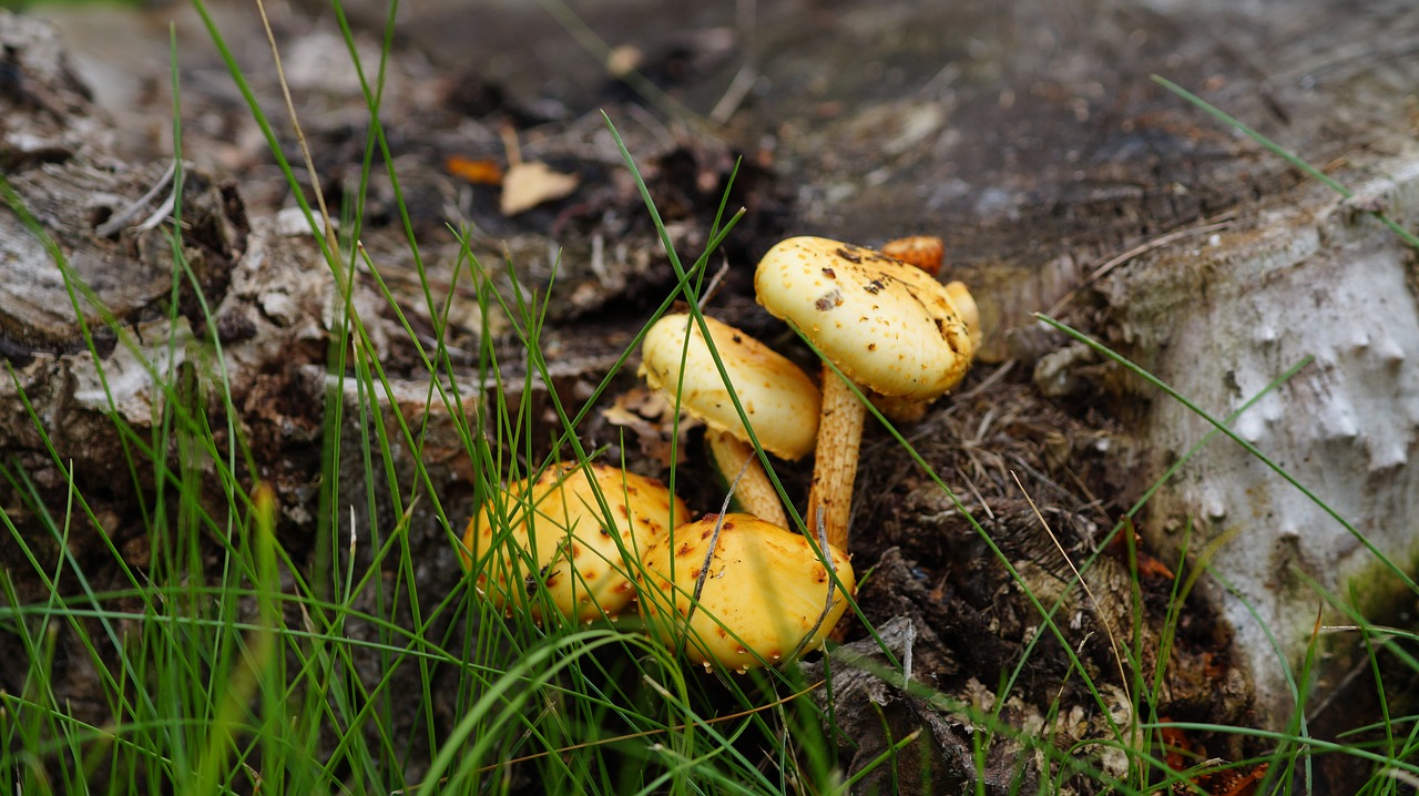 mushroom nature autumn free photo