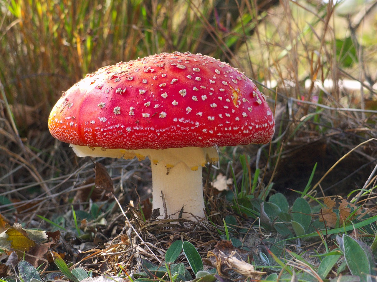 mushroom amanita forest free photo