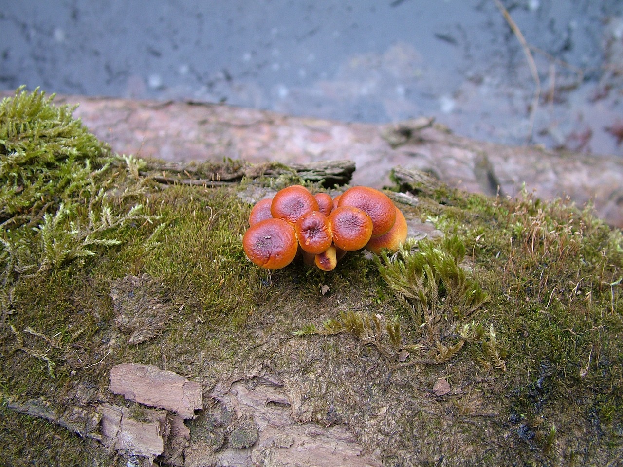 mushroom toadstools fungi free photo