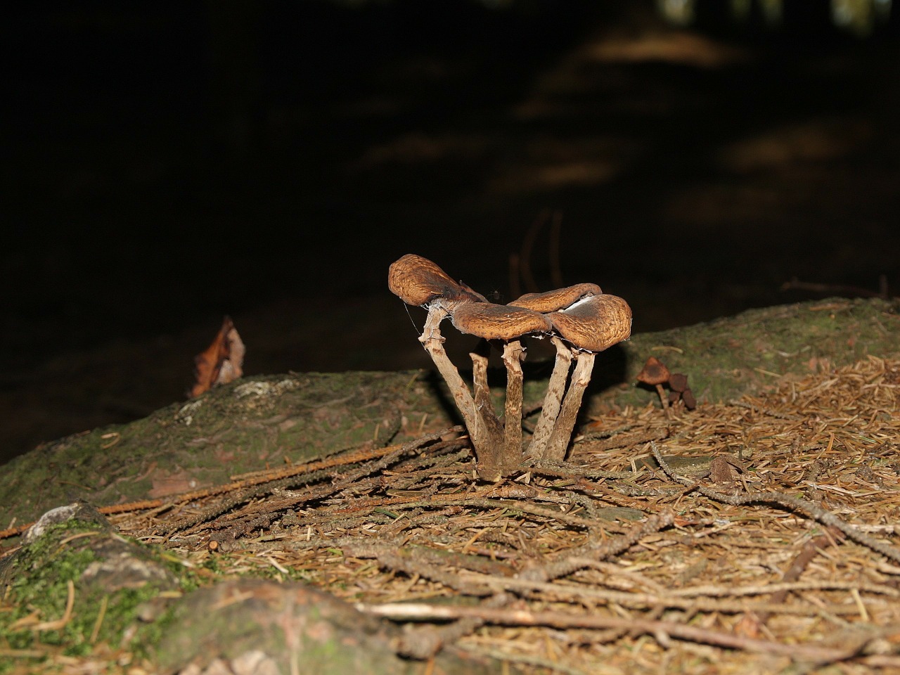 mushroom nature forest free photo