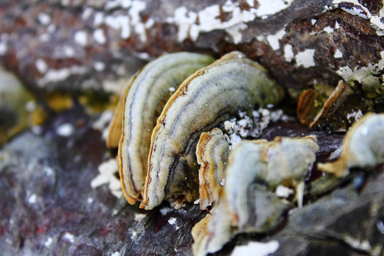 mushroom hub forest free photo