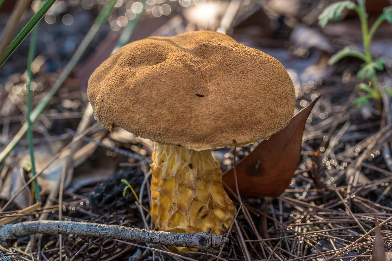 mushroom fungus fungi free photo