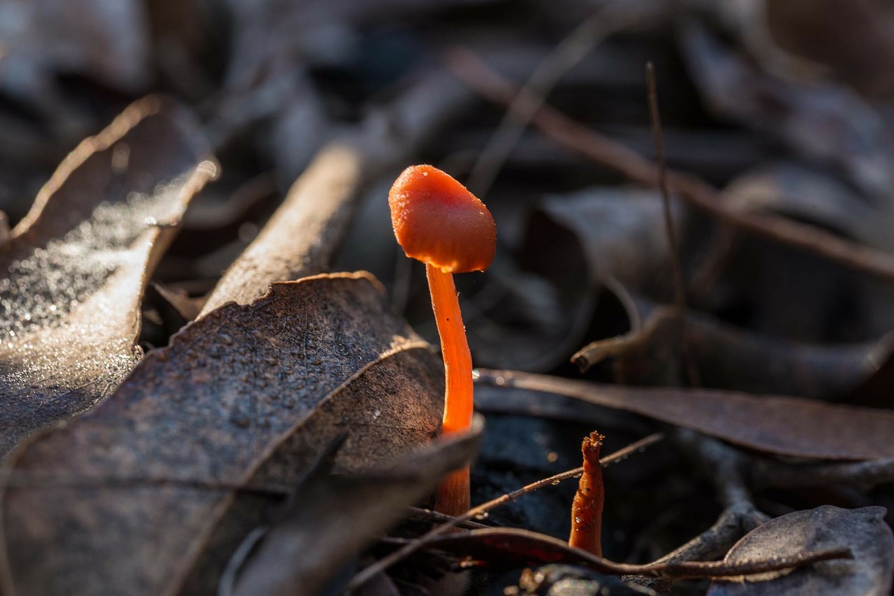 mushroom fungus autumn free photo