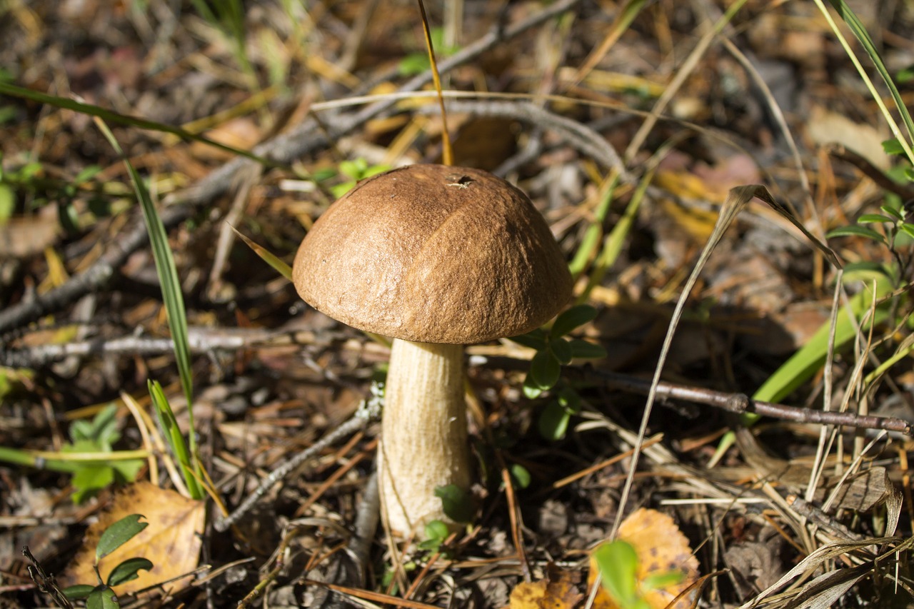 mushroom nature free pictures free photo