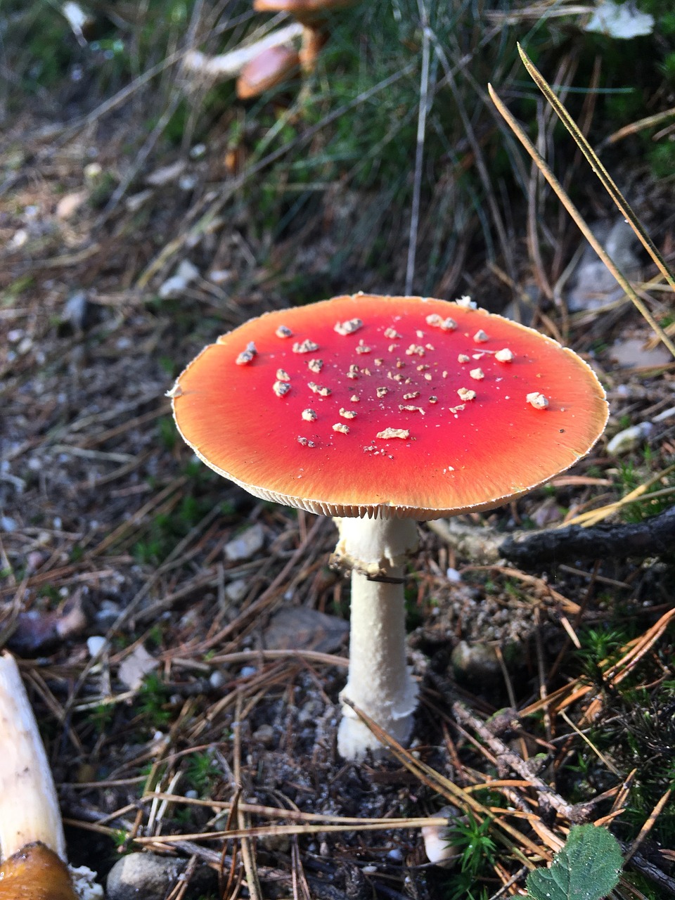 mushroom fungi toxic mushroom free photo