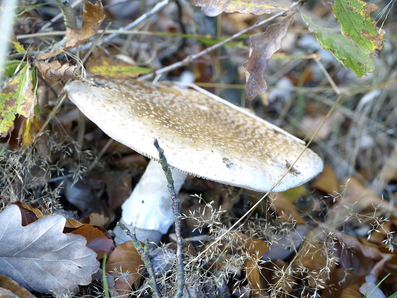 mushroom forest forest floor free photo