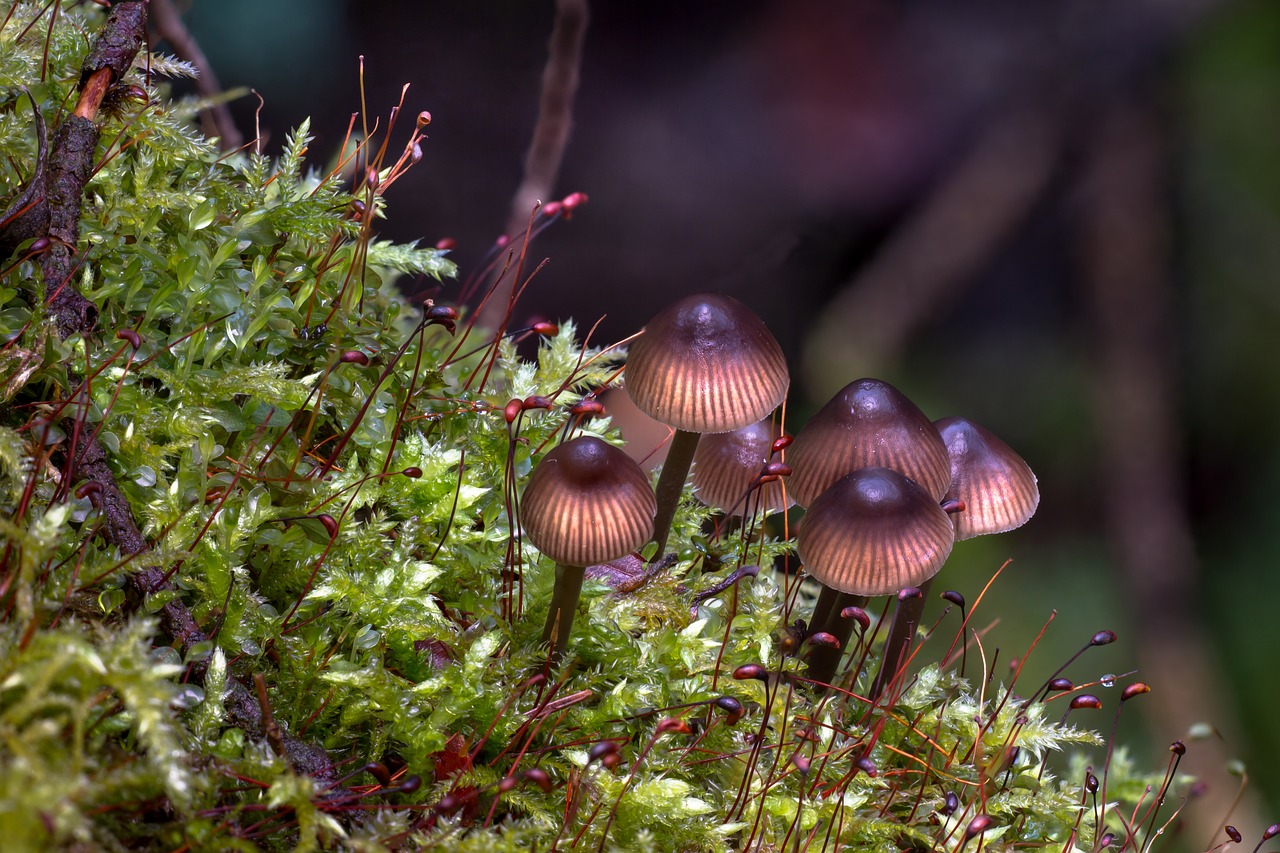 mushroom moss forest free photo