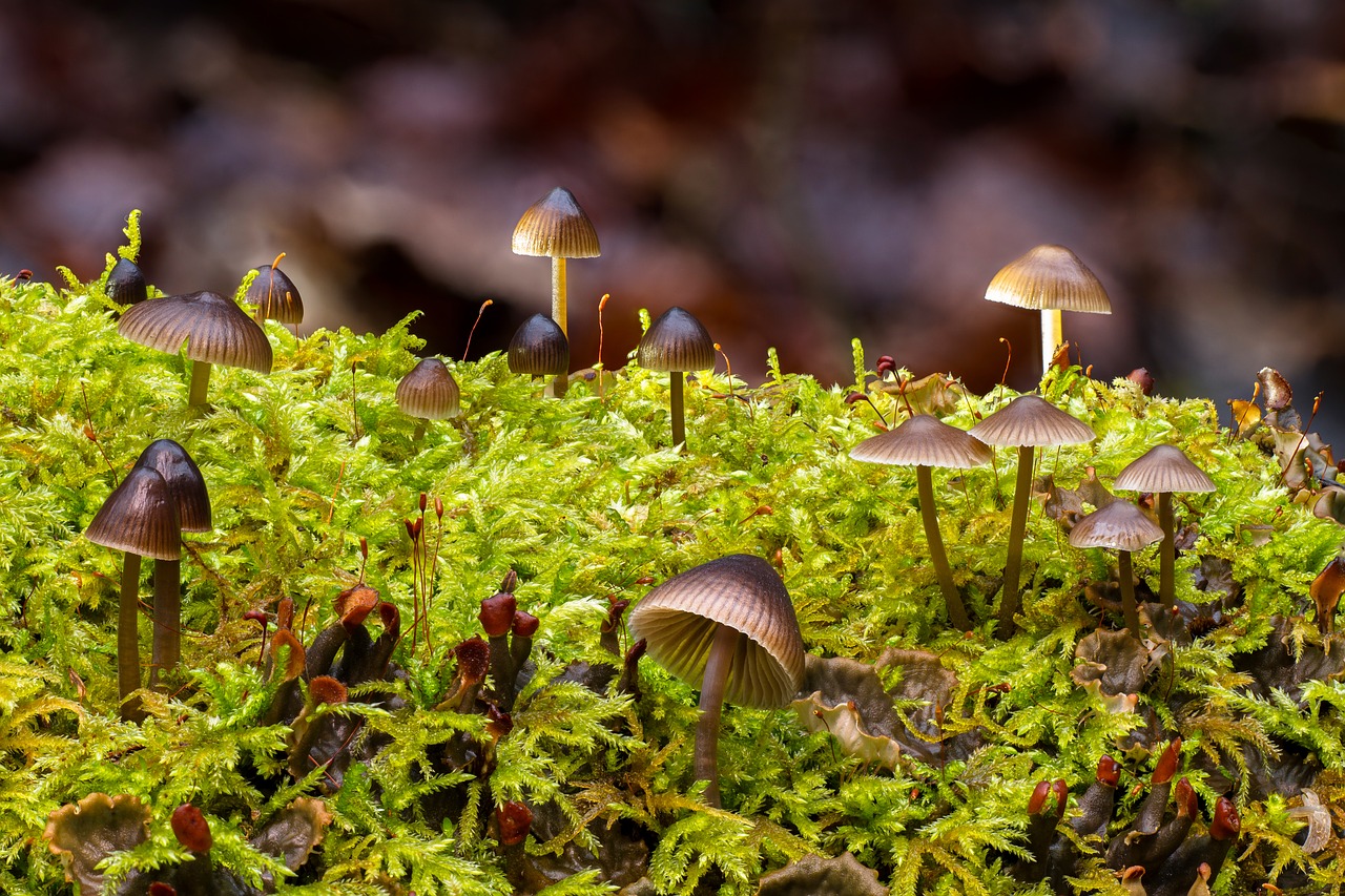 mushroom mushroom group moss free photo
