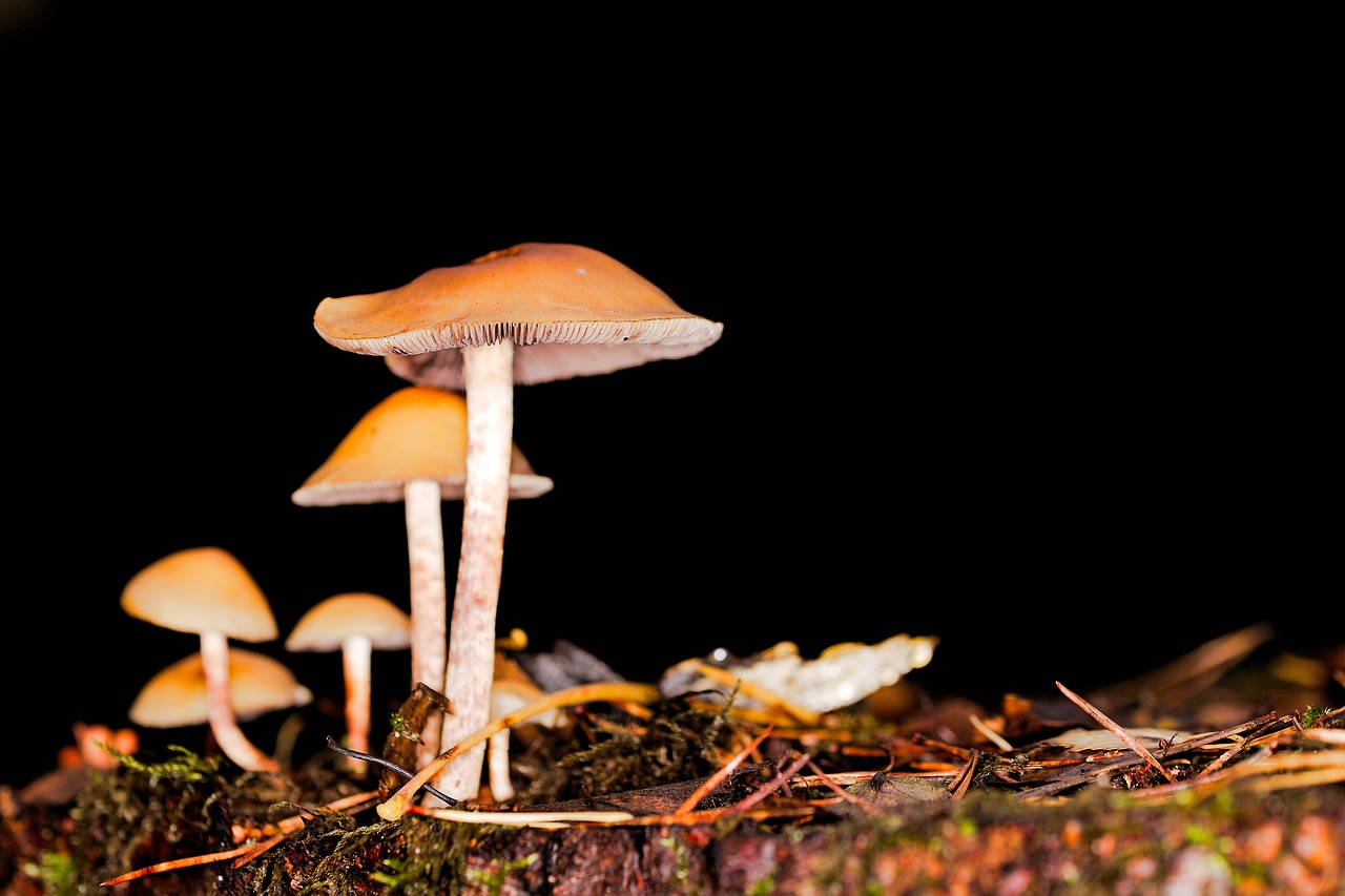 mushroom rac toadstool free photo