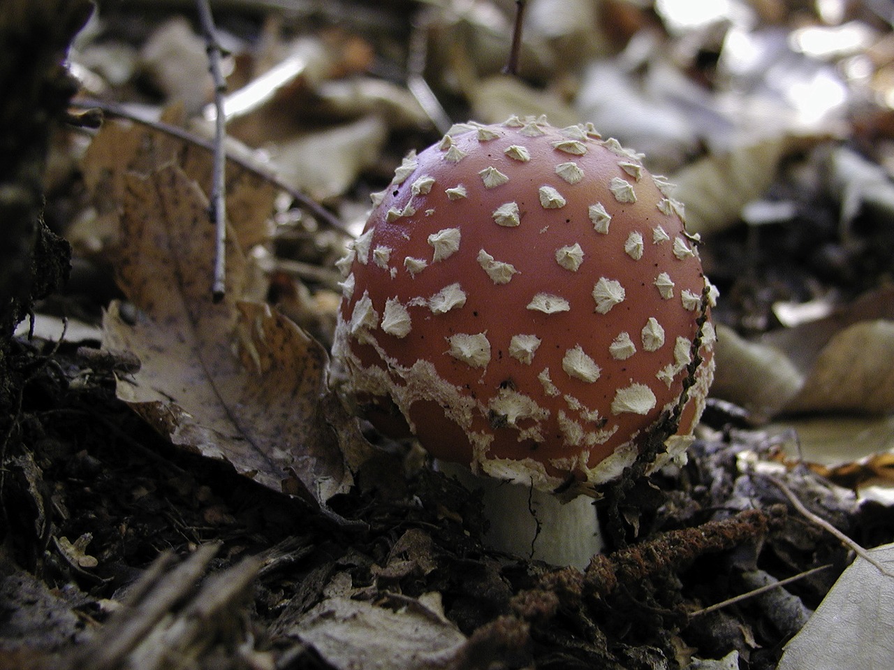 mushroom nature toadstool free photo
