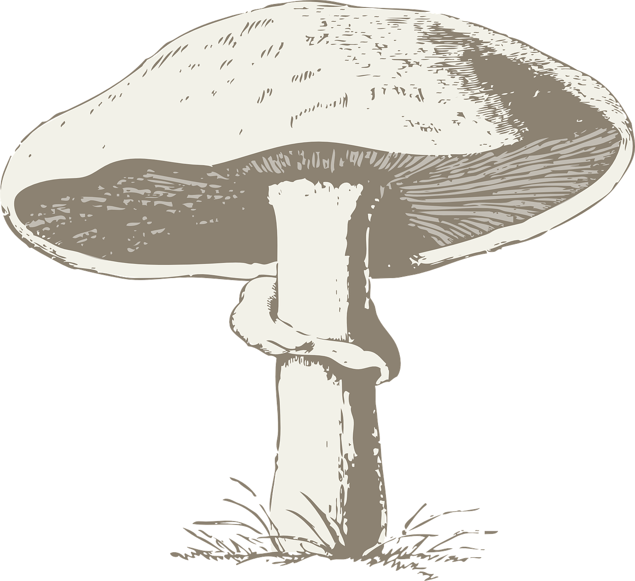 mushroom poisonous toxic free photo