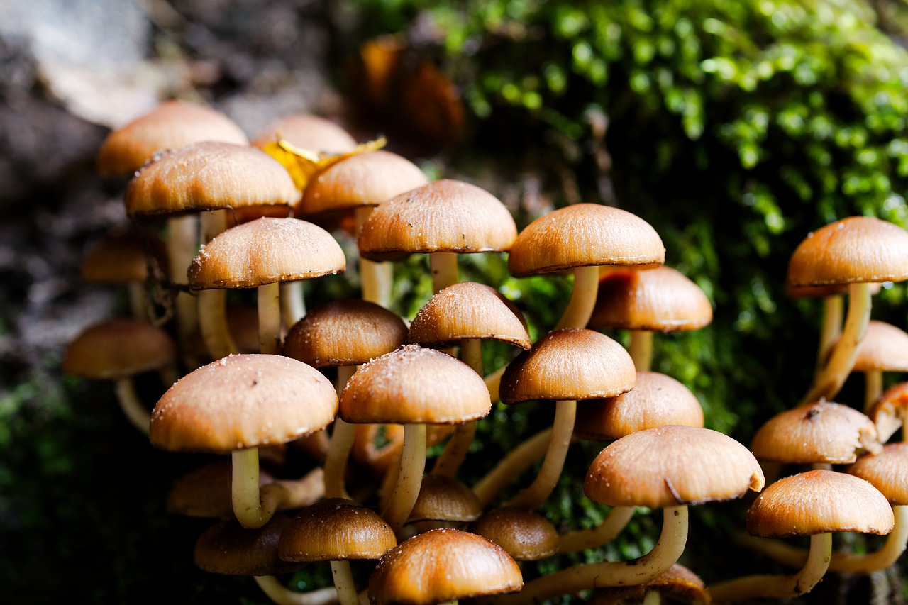 mushroom  rac  toadstool free photo