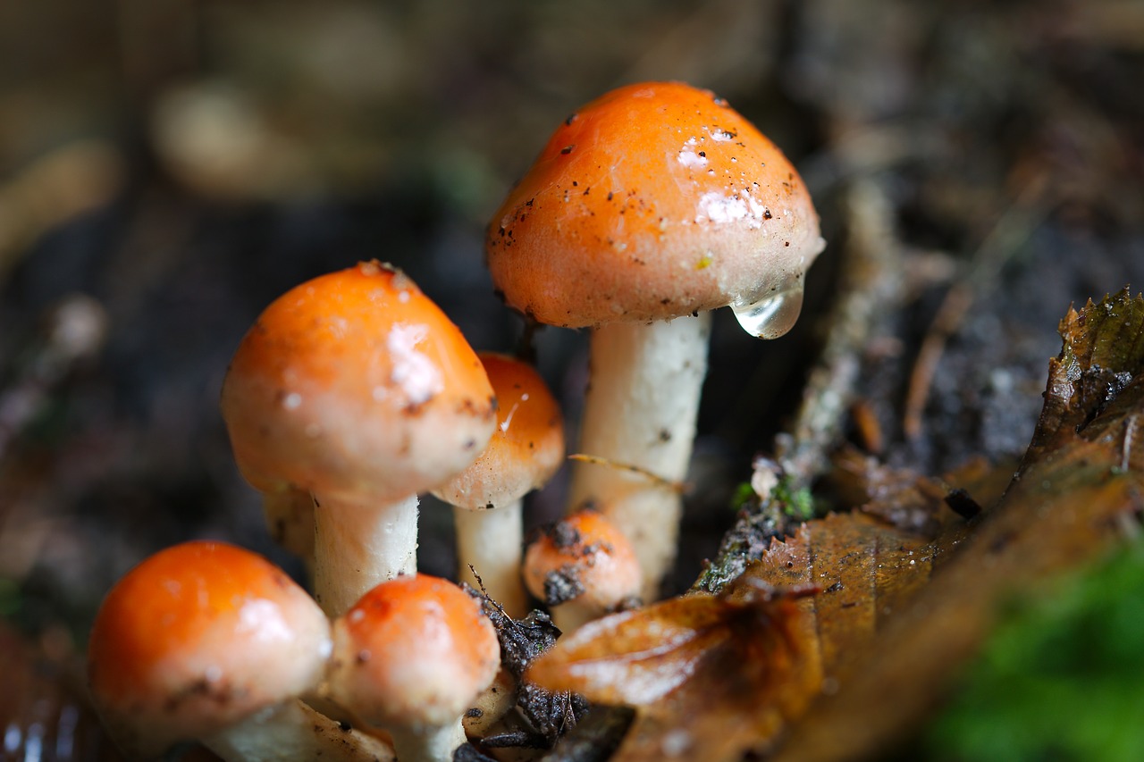 mushroom  rac  autumn free photo