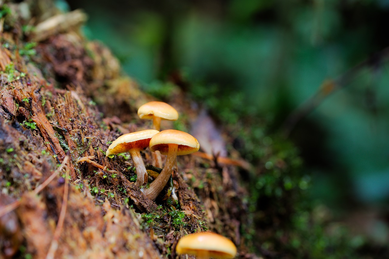 mushroom  nature  moss free photo