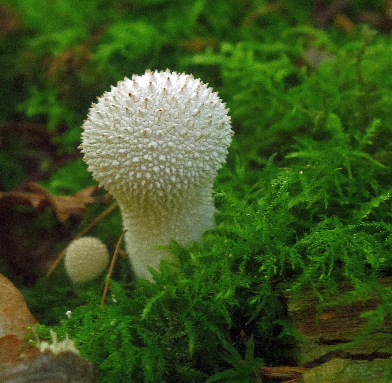 mushroom  forest  moss free photo