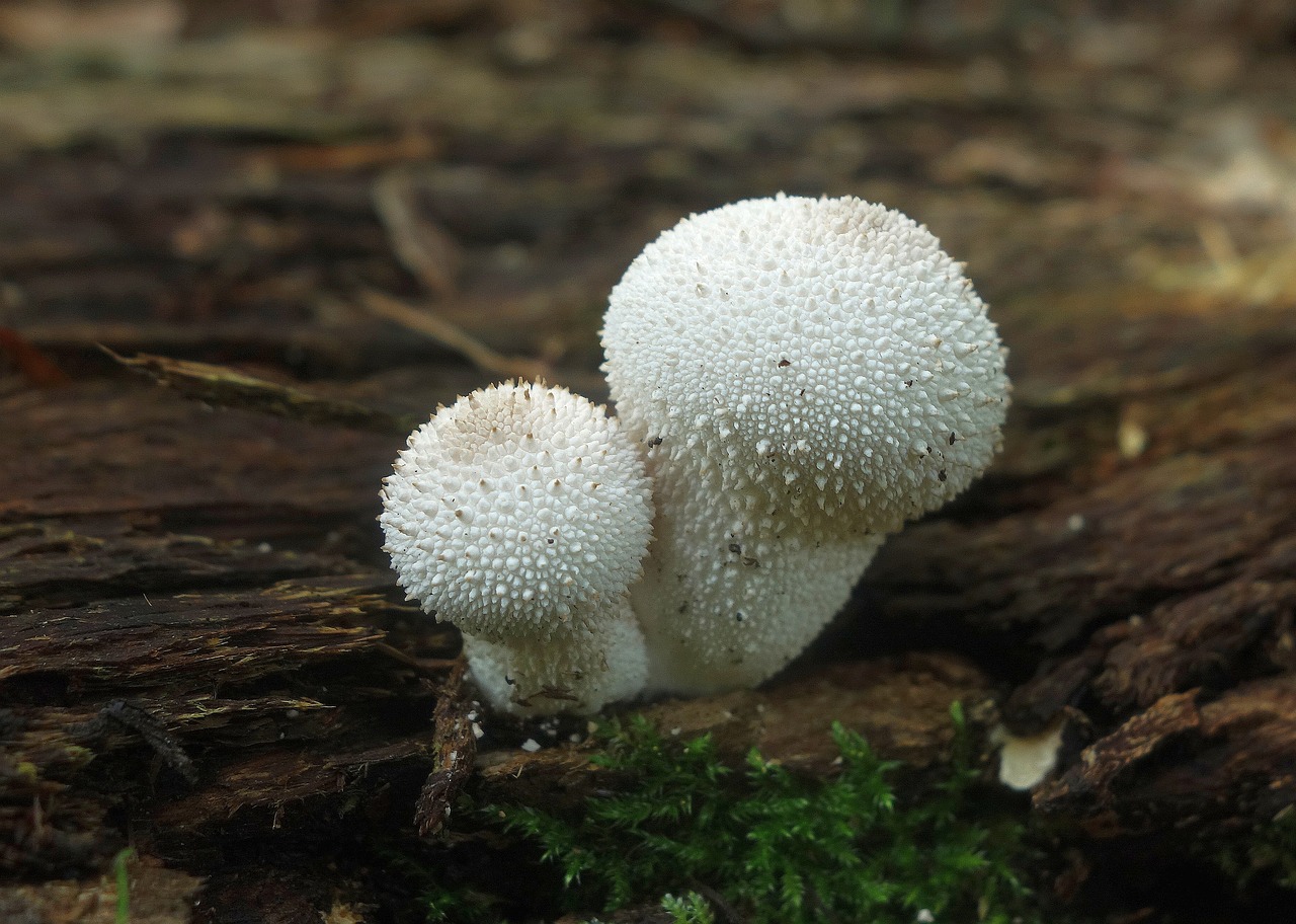 mushroom  nature  moss free photo