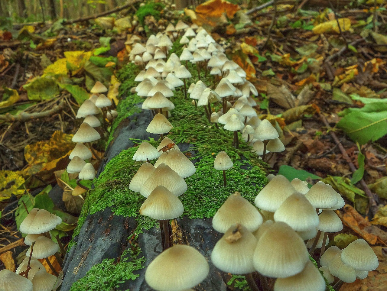 mushroom  autumn  wood free photo