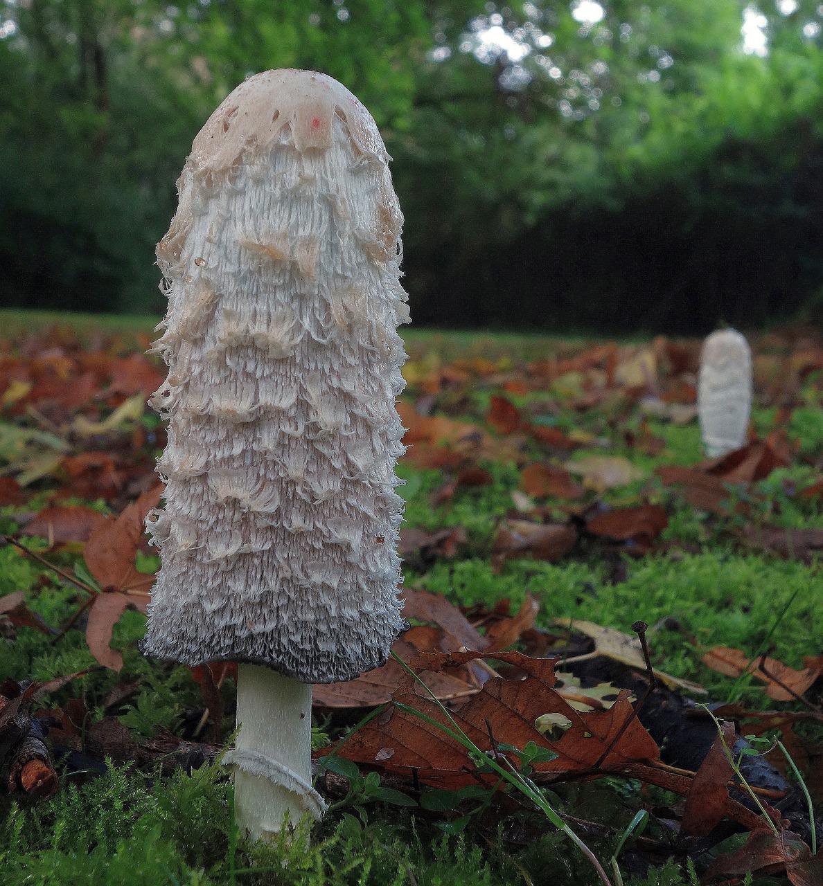 mushroom  autumn  meadow free photo