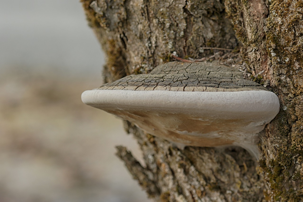 mushroom  nature  wood free photo