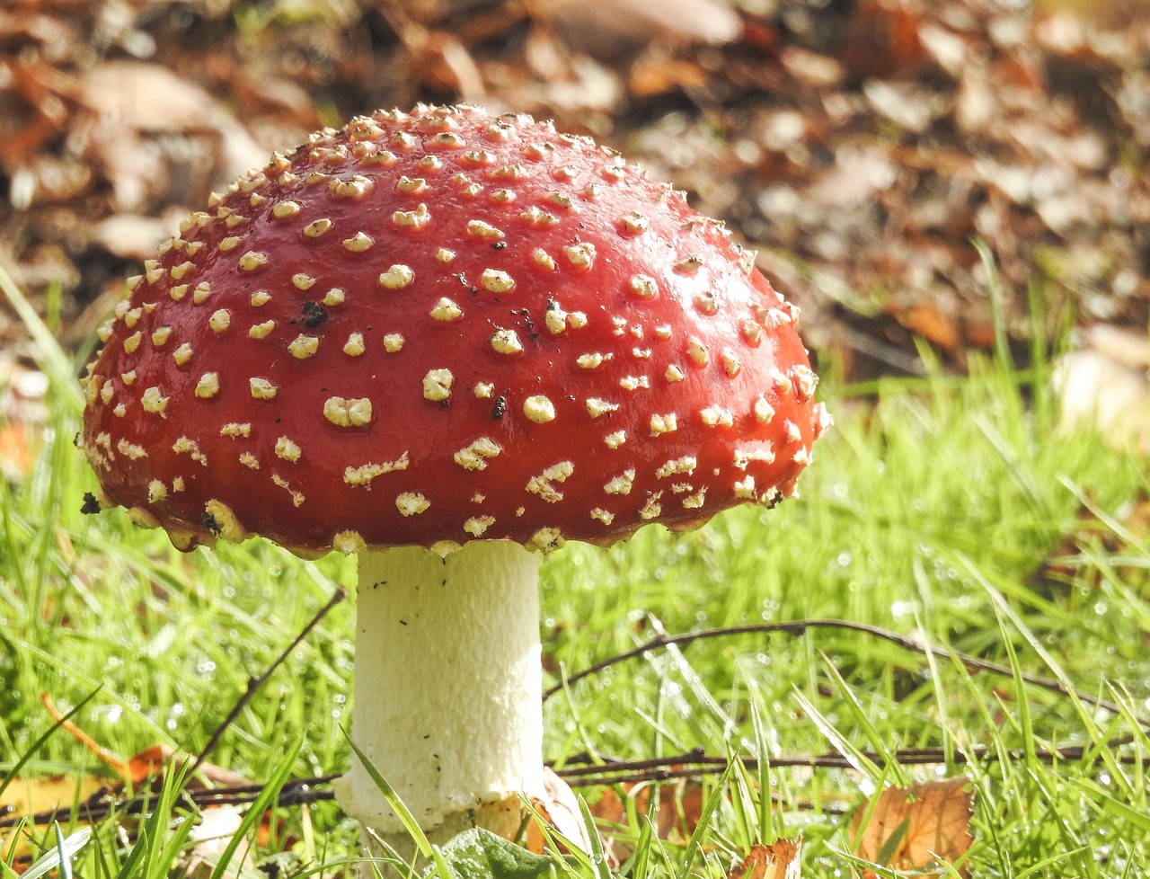 mushroom  fungus  toadstool free photo