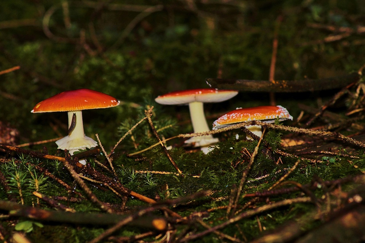 mushroom  toadstool  rac free photo