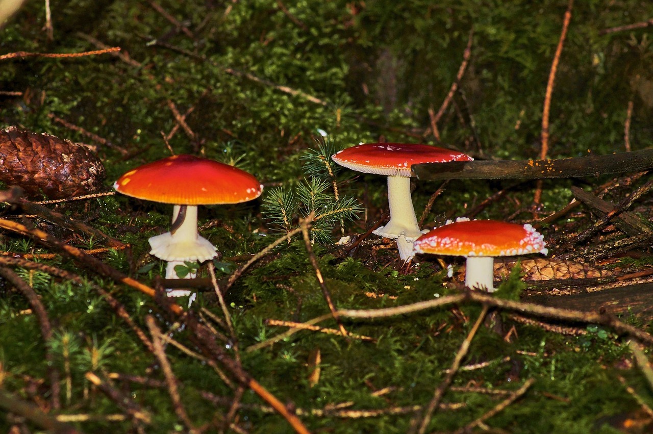 mushroom  toadstool  rac free photo