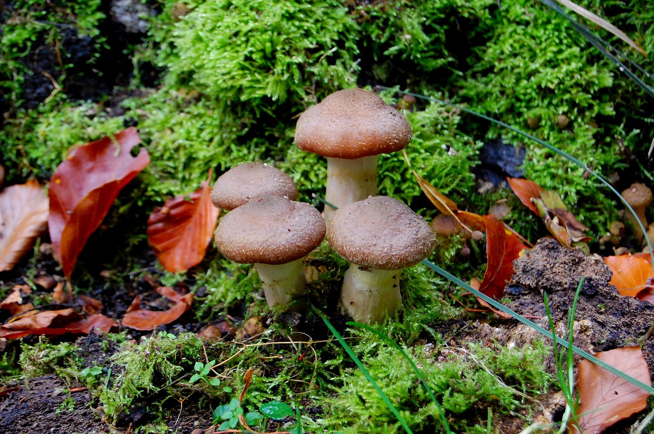 mushroom  rac  autumn free photo