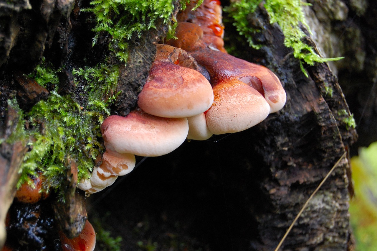 mushroom  nature  food free photo