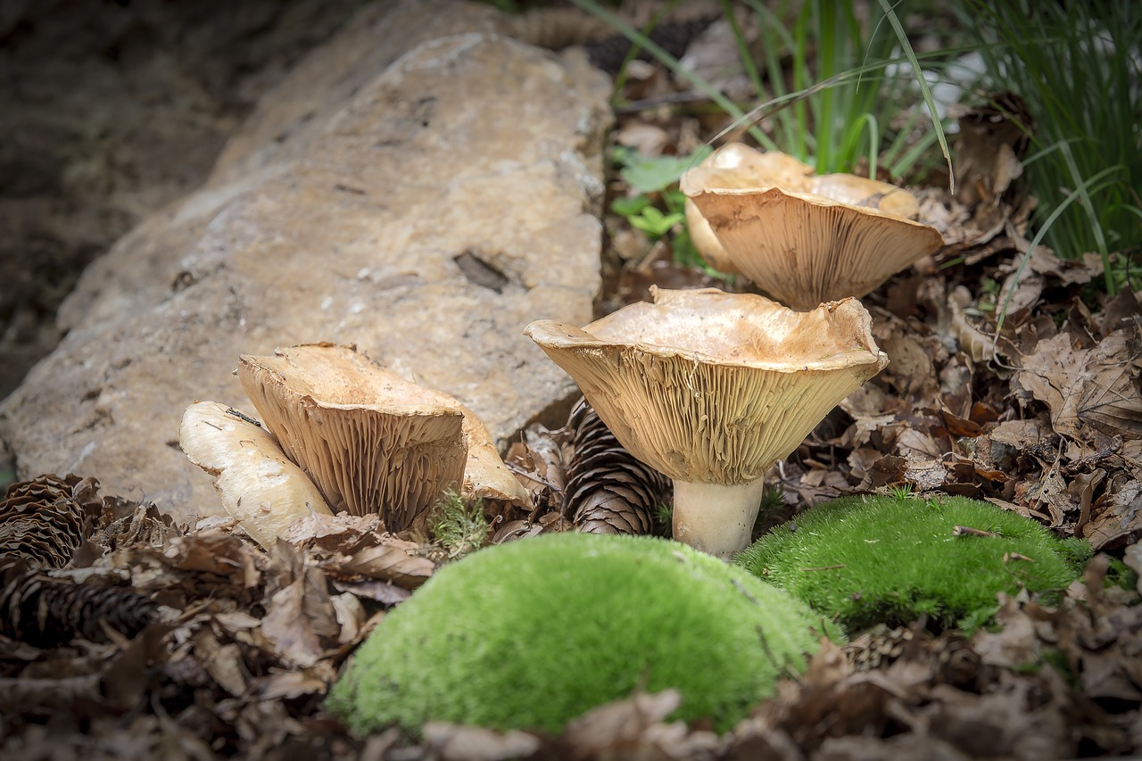 mushroom  nature  wood free photo