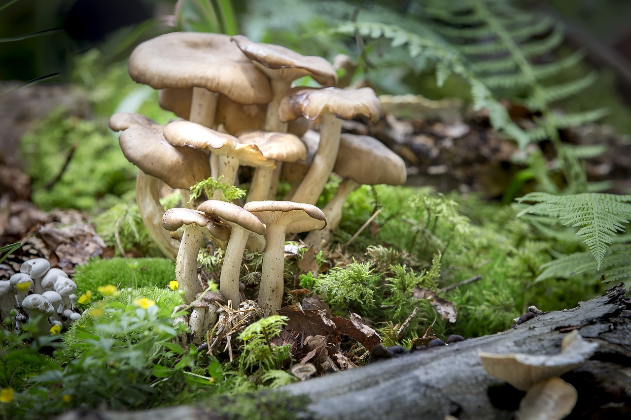 mushroom  nature  moss free photo