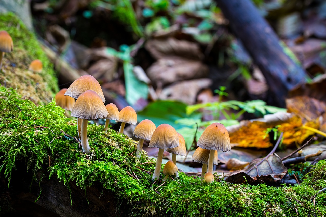 mushroom  autumn  moss free photo