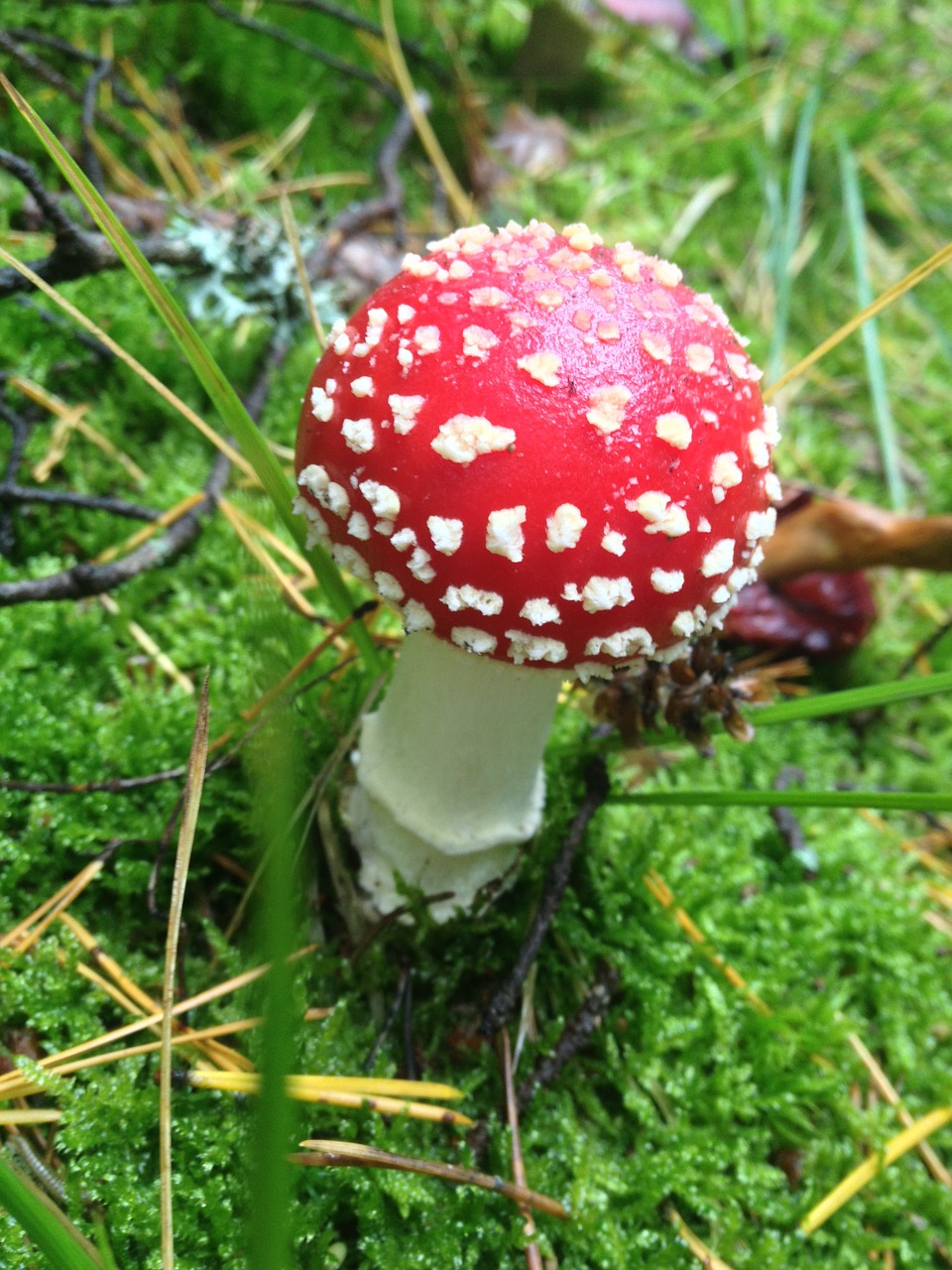 mushroom amanita muscaria red free photo