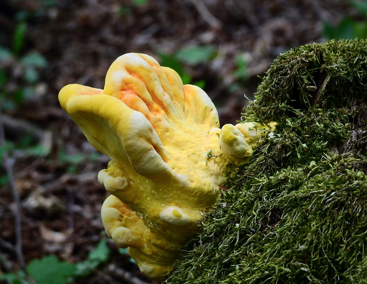 mushroom  nature free pictures free photo