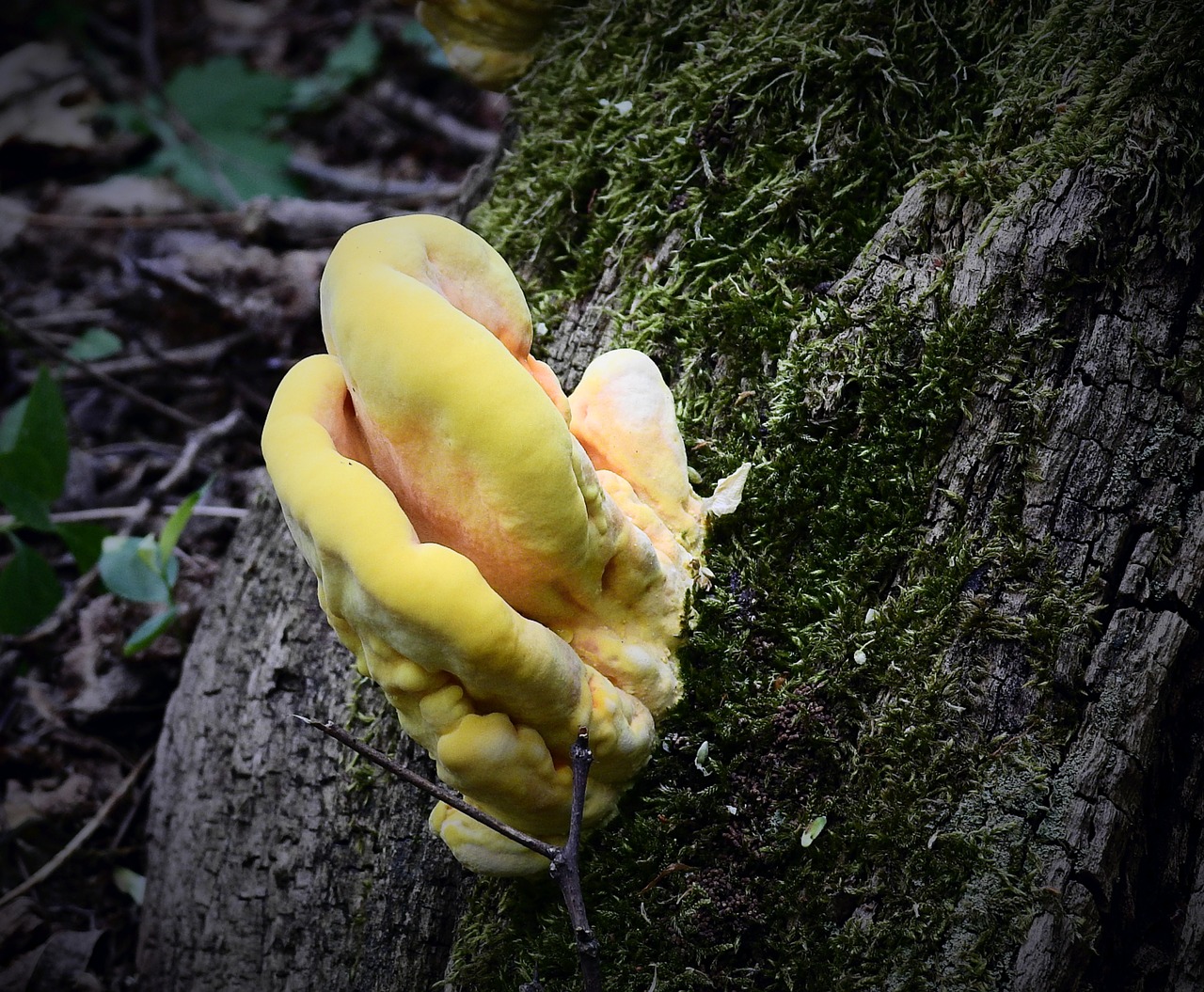 mushroom  yellow  nature free photo