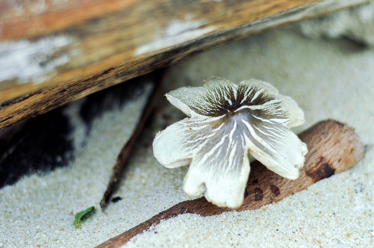 mushroom  sand  beach free photo