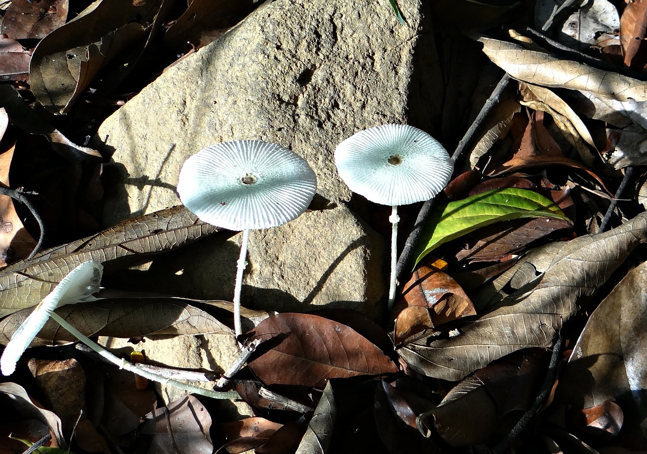 mushroom wild forest floor free photo