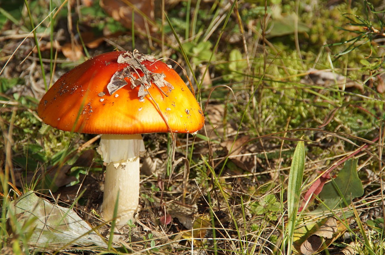 mushroom  forest  autumn free photo