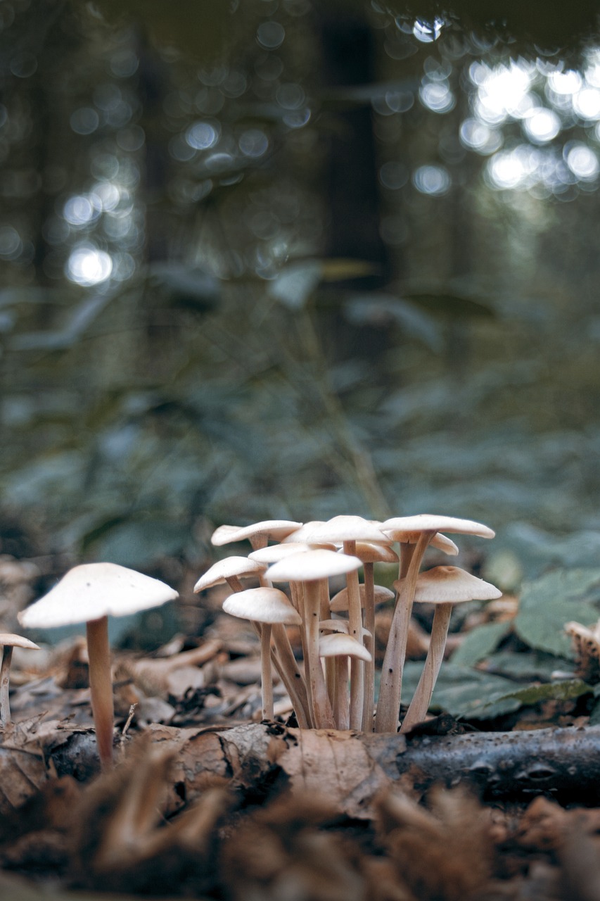 mushroom  macro  istanbul free photo