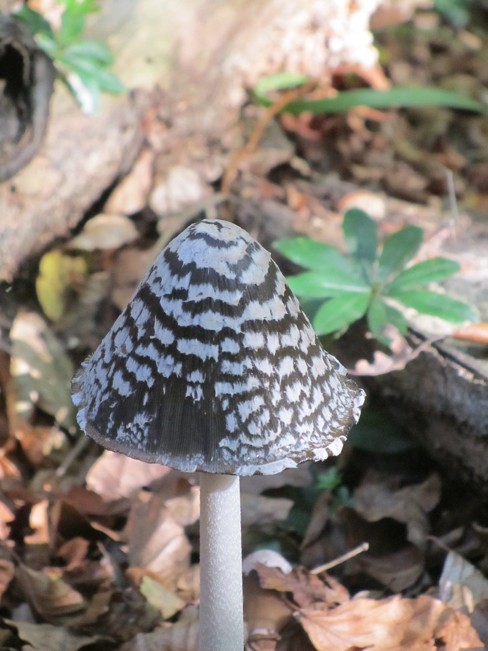 mushroom forest after the rain free photo