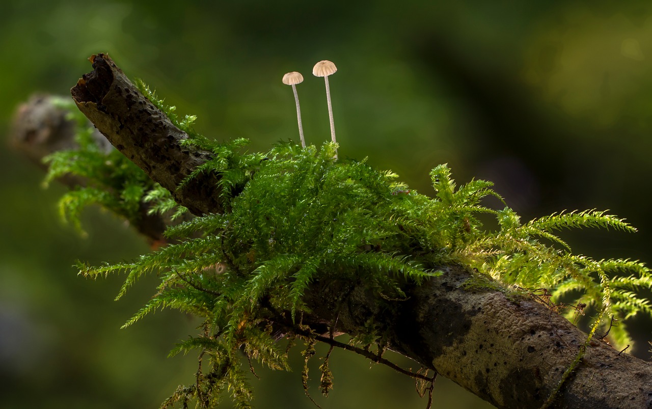 mushroom  moss  mini mushroom free photo