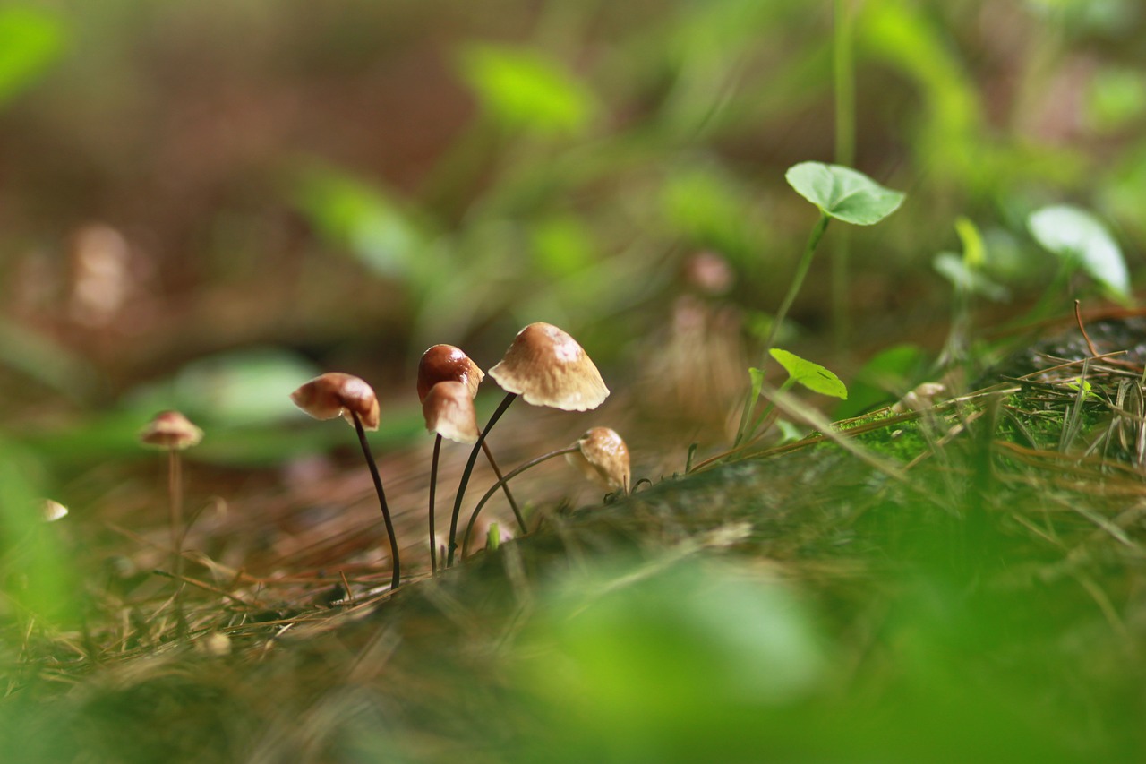 mushroom  nature  forest free photo