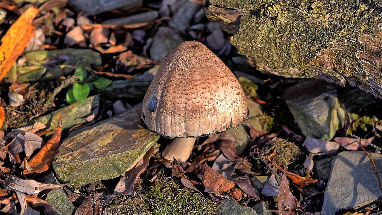 mushroom  single  autumn free photo