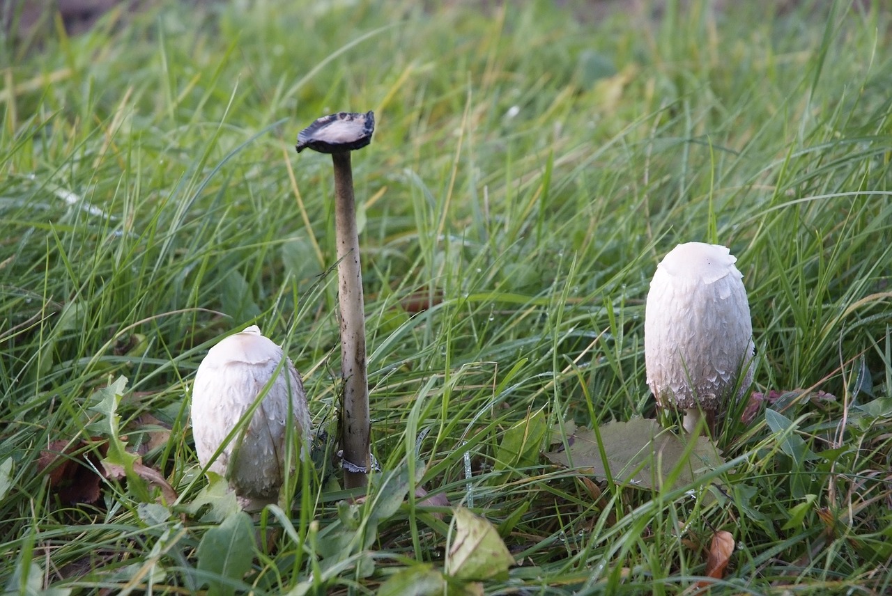 mushroom  rush  grass free photo