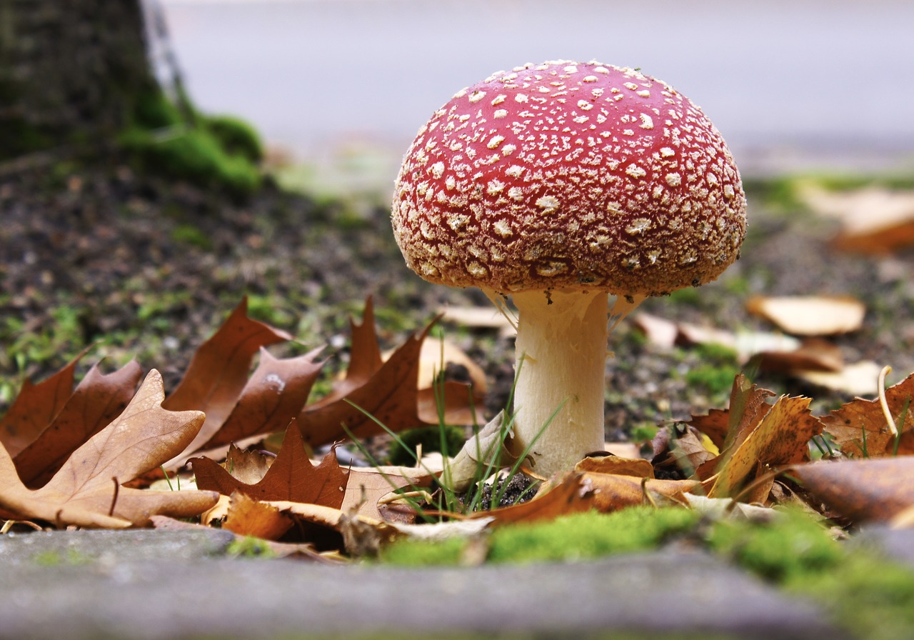 mushroom  autumn  nature free photo