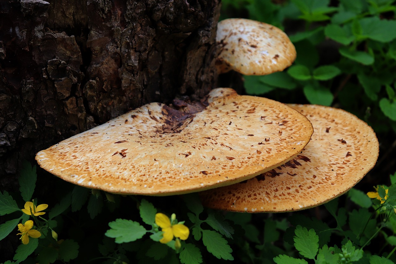 mushroom  plant  flower free photo