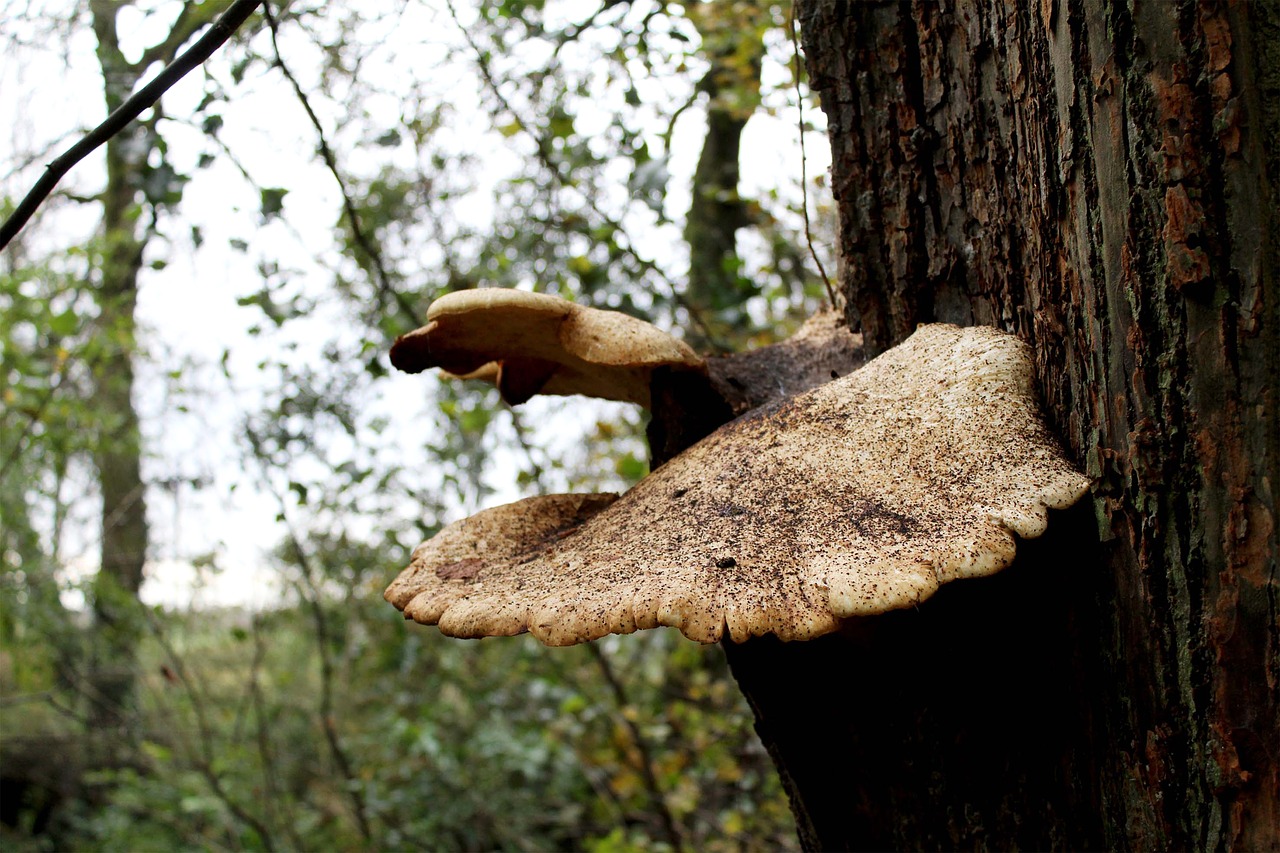 mushroom  tree  trunk free photo