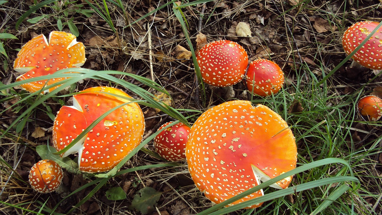 mushroom  nature  natural free photo