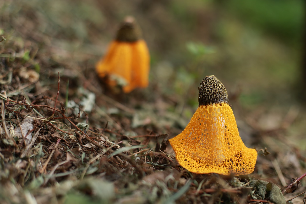 mushroom  nature  yellow free photo