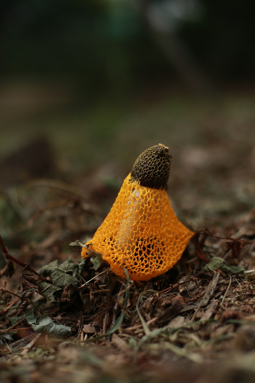 mushroom  nature  yellow free photo