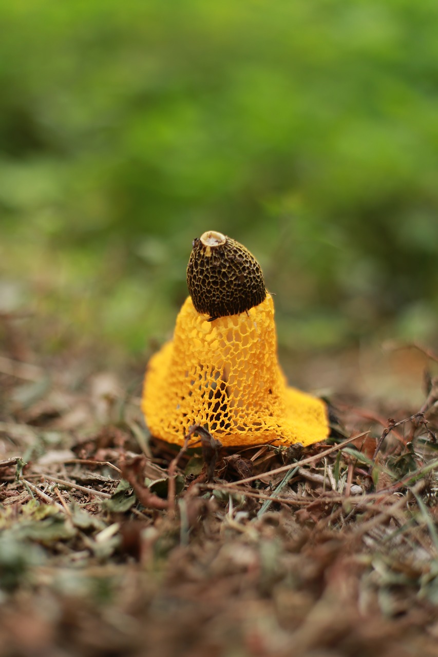 mushroom  nature  yellow free photo